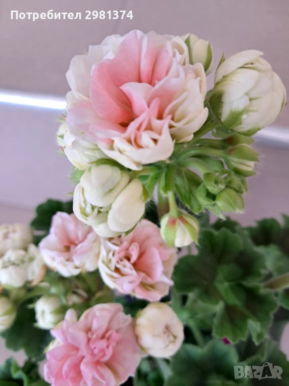 Мушкато -Астрид(сортово), снимка 1