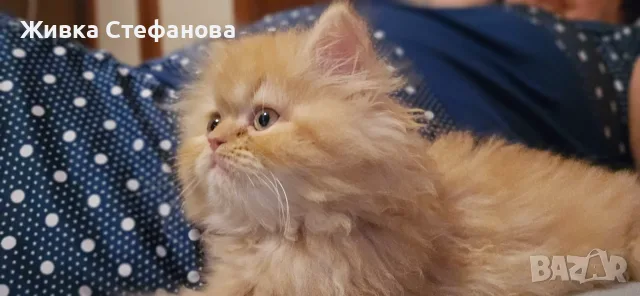 Персийче на 60 дни, снимка 7 - Персийска - 55502206