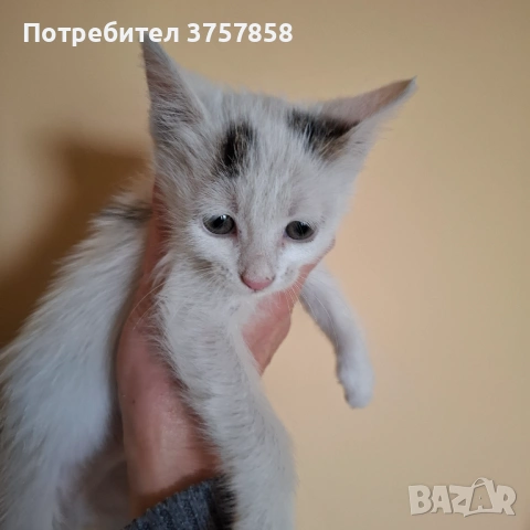  Мъжко коте