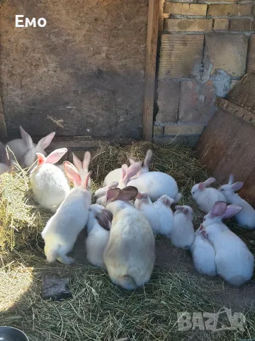 продавам калифорнийски зайци
