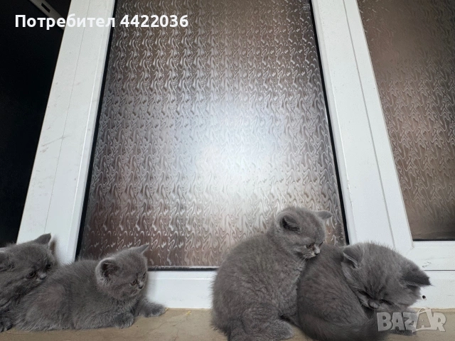 Чистокръвни британски котенца , снимка 3 - Британска късокосместа - 54682979