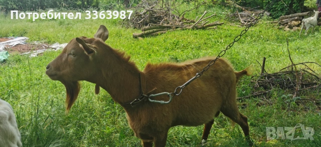 Кози за продажба 