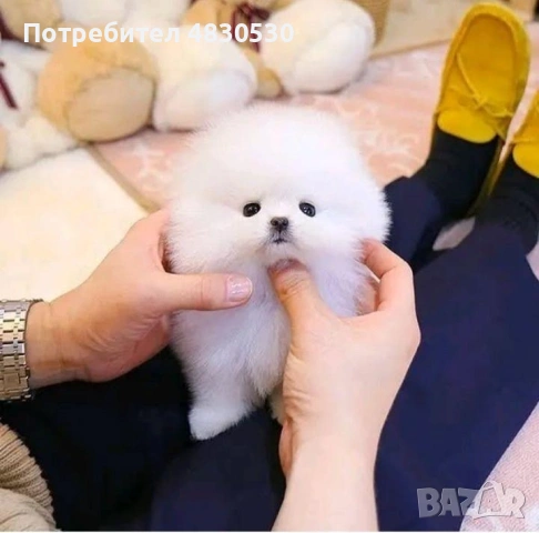 Померан момче и момиче