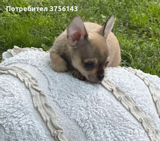 Мини Чихуахуа Момченце Шоколадов фаун, снимка 3 - Чихуахуа - 55194005