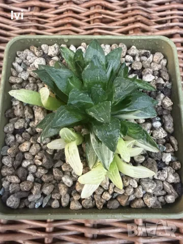Рядка Вариегатна Хавортия (Haworthia retusa f. variegata) – Колекционерска