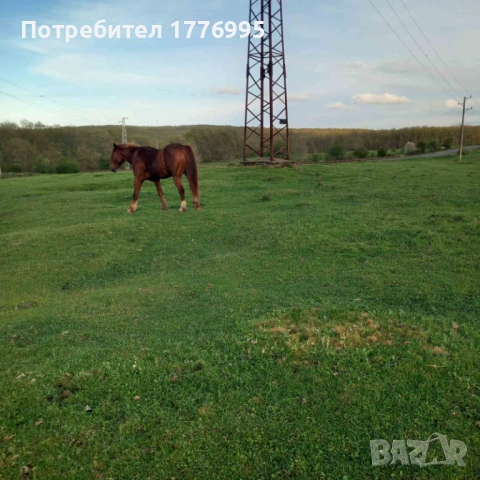 Продавам жребец, снимка 4 - Коне - 54294994