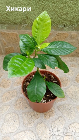 Гардения Gardenia jasminoides (малко растение)