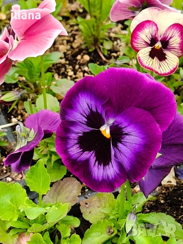 Продавам теменужки, снимка 4 - Градински цветя и растения - 54018869