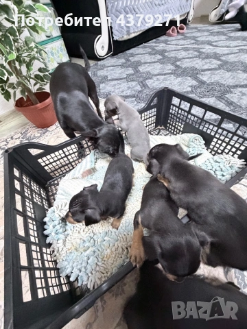 Пинчер, снимка 5 - Чихуахуа - 53989197