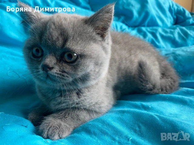 Британско късокосместо коте, снимка 2 - Британска късокосместа - 54629905