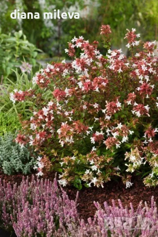 Абелия Грандифлора Прострата, Аbelia Grandiflora Prostrata!!!, снимка 7 - Градински цветя и растения - 55601458
