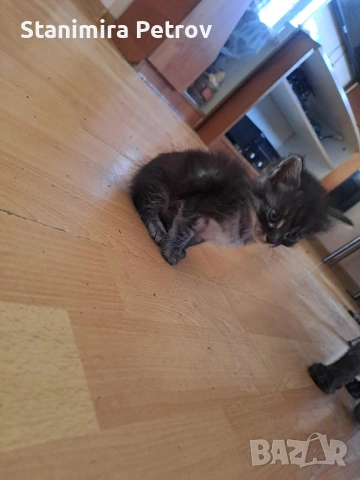 Ангорски котки, снимка 7 - Ангорски - 54660407