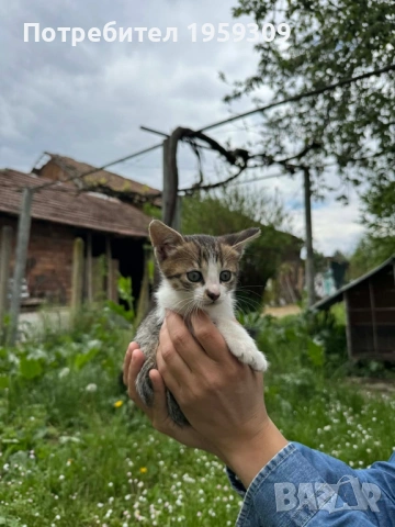 Подаряват се, снимка 2 - Други - 54380393