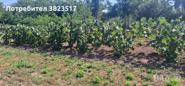 ПРОДАВАМ ПАРЦЕЛ 2800 кв. м, снимка 5 - Парцели - 55089305