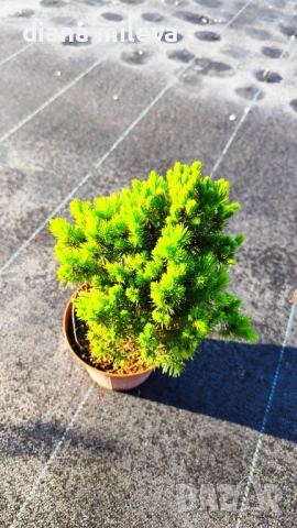 Смърч Коника, Смърч джудже,  PICEA GLAUCA CONICA, снимка 7 - Градински цветя и растения - 54372468