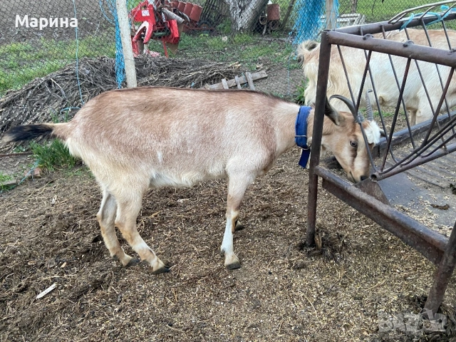 Кози и ярета , снимка 6 - Кози - 54330596