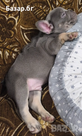 Френско булдоче Лилак тан ( флъфи ген), снимка 11 - Френски булдог - 53719888