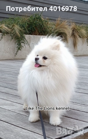 Померан от Корея за Разплод 