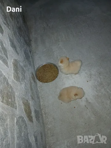 Mini Pomeran sladyri, снимка 11 - Померан - 55631937