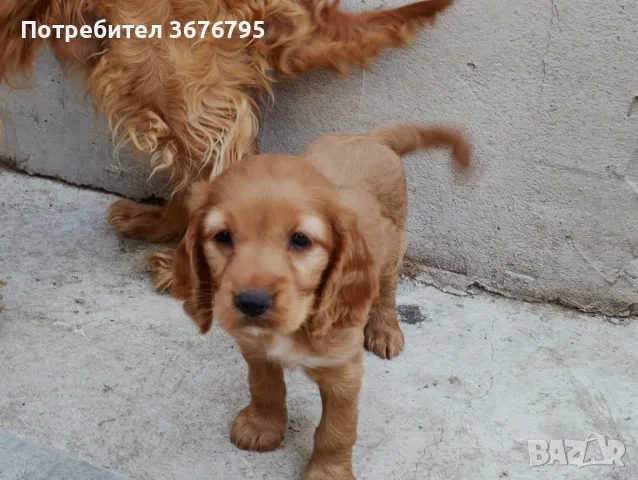 Английски кокер шпаньол 