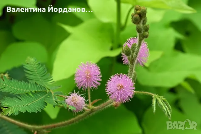 срамежлива мимоза , снимка 2 - Стайни растения - 55380377