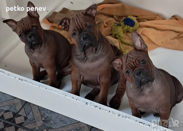 Chongqing Dog китайски булдог 