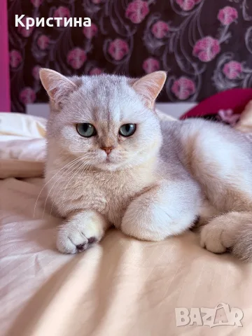 Мъжко коте британско късокосместо, снимка 4 - Британска късокосместа - 55687967