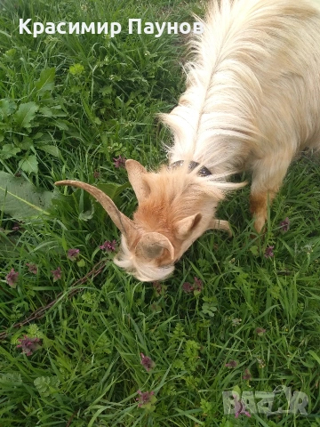 Млад пръч ,на една година ,за дъмъзлък ., снимка 6 - Кози - 54035020