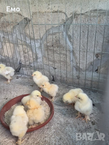 продавам пиленца брама, снимка 3 - Кокошки и пуйки - 55000384