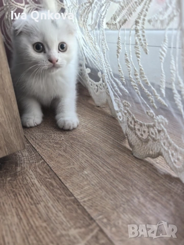 малки  британчета
