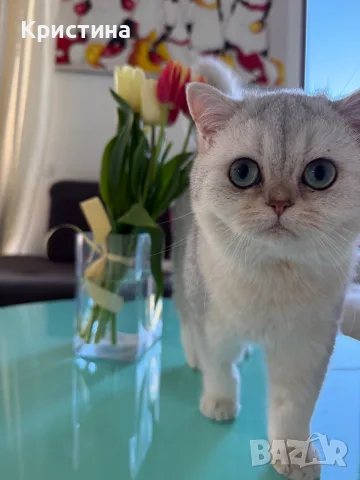 Мъжко коте британско късокосместо