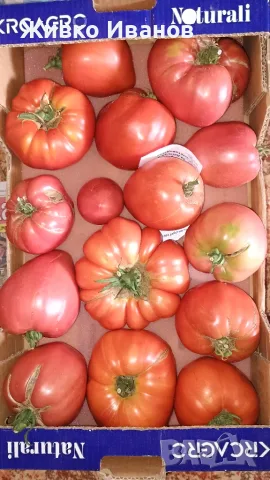 Домати за консумация и зимнина, снимка 3 - Домашни продукти - 55691546