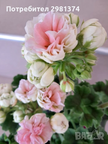 Мушкато -Астрид(сортово)