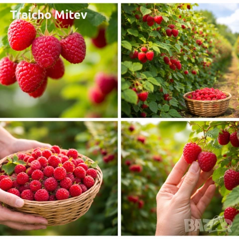 Расад ягоди и малини , снимка 7 - Градински цветя и растения - 54134801