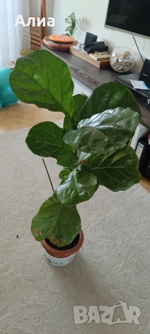 Юка, драцена, сингониум, шефлера, сансивиера, снимка 5 - Градински цветя и растения - 38427917