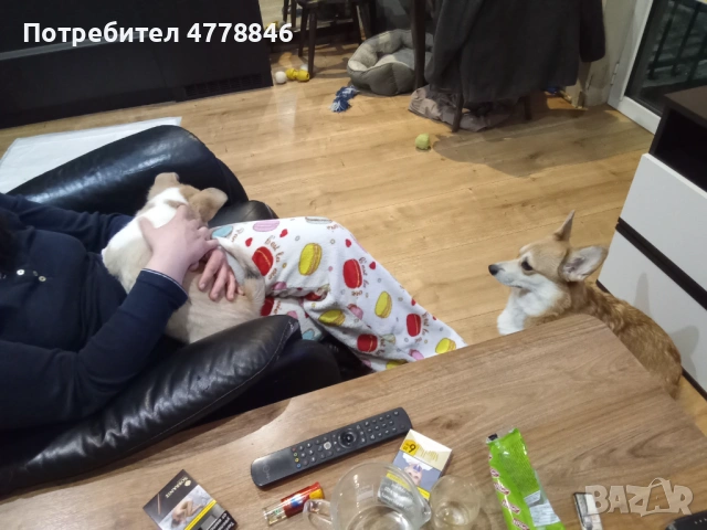  Уелско Корги , снимка 3 - Други - 53990719