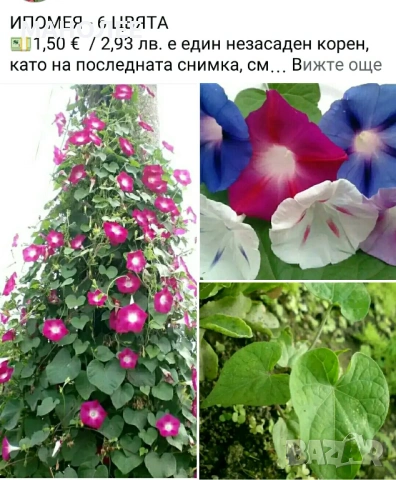 🪻🪴🪷🎁4 вида градински цветя❄️☃️ -, снимка 5 - Градински цветя и растения - 54466138