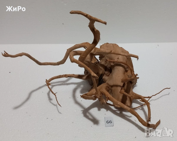 Корен от Азалия /декорация/ 66, снимка 2 - Други - 54102458