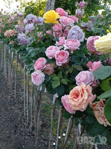 Щамбови рози, цветово разнообразие.