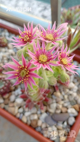 Семпервивум ( Дебелец ) Sempervivum , снимка 4 - Градински цветя и растения - 55162659