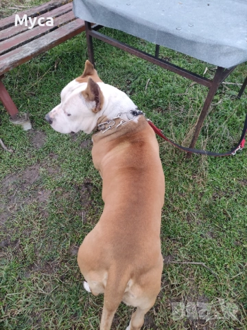 Мъжки амстаф 