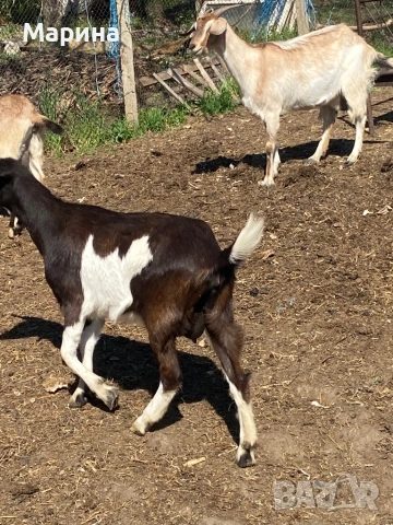 Кози и ярета , снимка 10 - Кози - 54330596