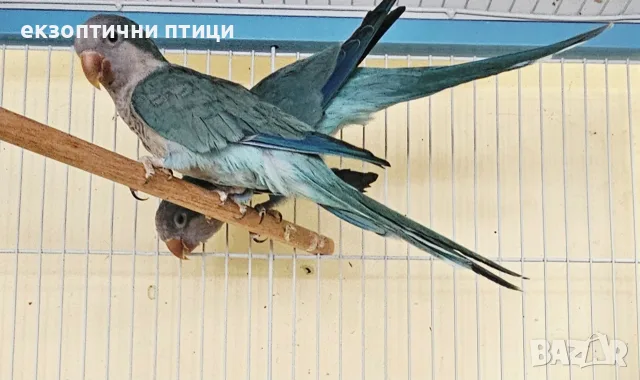 Продавам двойка Монаси, снимка 2 - Папагали - 55665376