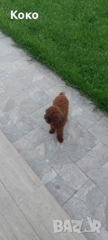 пудел Тийкъп/Той пудел за разплод , снимка 13 - Пудели - 51018130