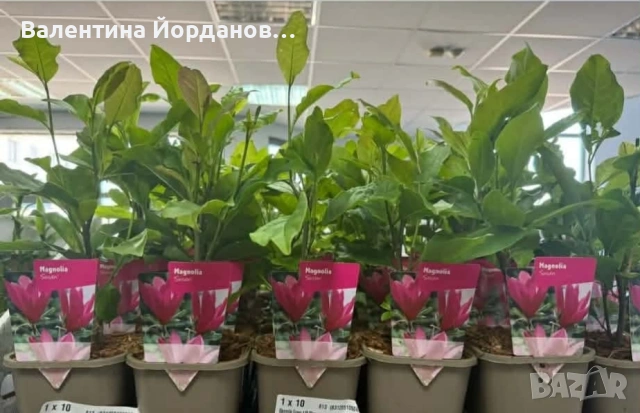 магнолия Susan 
