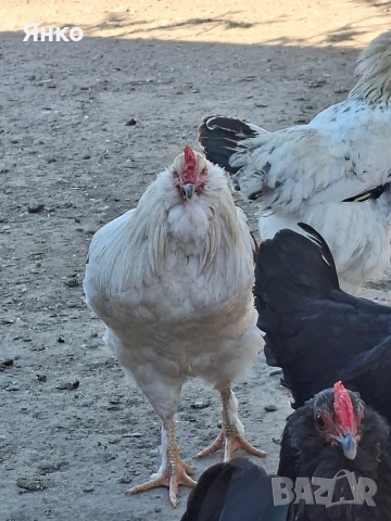 Оплодени яйца, снимка 12 - Кокошки и пуйки - 54326017