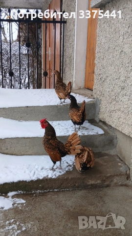 предлгам яйца за разплод от златен зибрайт , снимка 5 - Кокошки и пуйки - 54102636