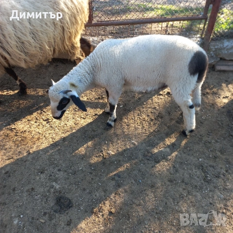 мъжки агнета