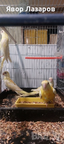 Папагали неофеми и пойни, снимка 9 - Папагали - 54303895