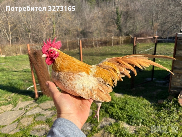 Петле Серама 